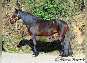Andalusian, Mare, 7 years, 15,2 hh, Smoky-Black