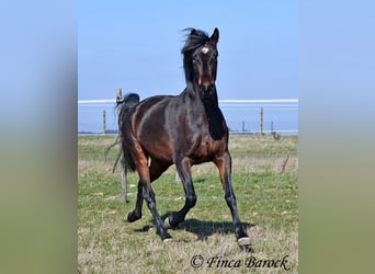 Andalusian, Mare, 7 years, 15,2 hh, Smoky-Black