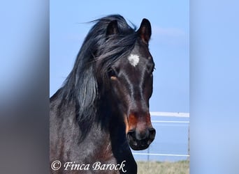 Andalusian, Mare, 7 years, 15,2 hh, Smoky-Black