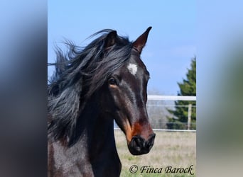 Andalusian, Mare, 7 years, 15,2 hh, Smoky-Black