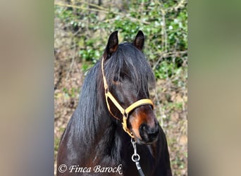 Andalusian, Mare, 7 years, 15,2 hh, Smoky-Black