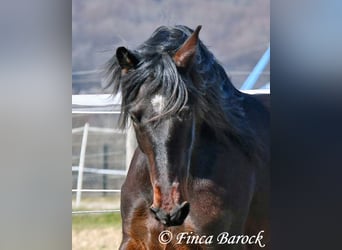 Andalusian, Mare, 7 years, 15,2 hh, Smoky-Black