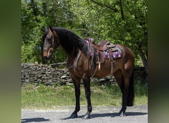 Andalusian, Mare, 7 years, 16.1 hh, Bay