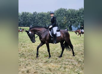 Andalusian, Mare, 7 years, 16.1 hh, Black