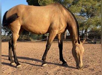 Andalusian, Mare, 7 years, 16,2 hh, Dun