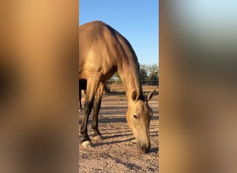 Andalusian, Mare, 7 years, 16,2 hh, Dun