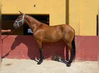 Andalusian, Mare, 7 years, 16 hh, Brown
