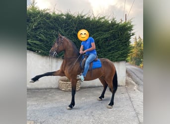 Andalusian, Mare, 7 years, 16 hh, Brown