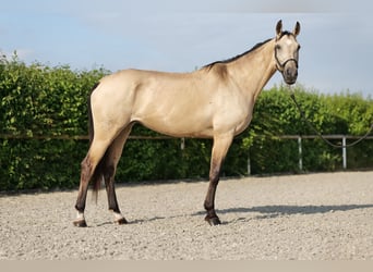 Andalusian, Mare, 7 years, 16 hh, Dun