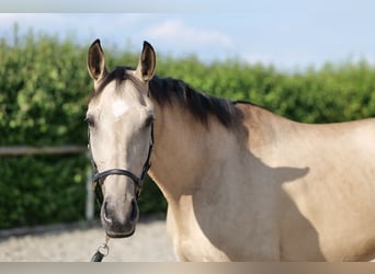 Andalusian, Mare, 7 years, 16 hh, Dun