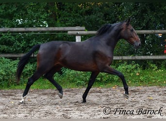 Andalusian, Mare, 7 years, 16 hh, Smoky-Black