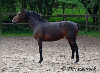 Andalusian, Mare, 7 years, 16 hh, Smoky-Black