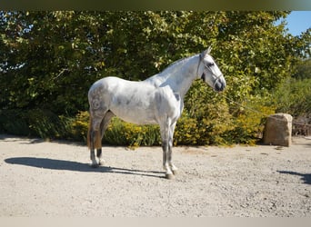 Andalusian, Mare, 7 years, Grey