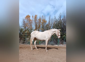 Andalusian, Mare, 7 years, Perlino