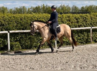 Andalusian, Mare, 8 years, 14.2 hh, Dun