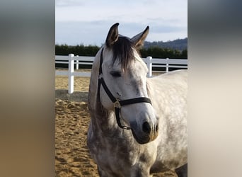 Andalusian Mix, Mare, 8 years, 14.2 hh, Gray-Dapple
