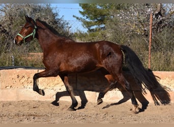 Andalusian, Mare, 8 years, 14.3 hh, Brown