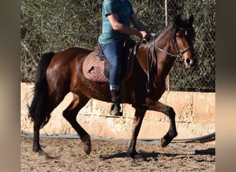 Andalusian, Mare, 8 years, 14.3 hh, Brown