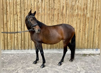 Andalusian Mix, Mare, 8 years, 15.1 hh, Bay-Dark