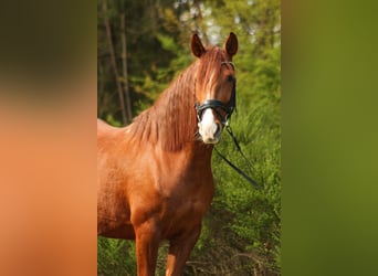 Andalusian Mix, Mare, 8 years, 15.1 hh, Chestnut