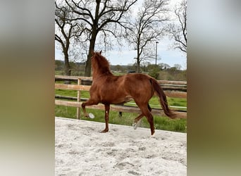 Andalusian, Mare, 8 years, 15.1 hh, Chestnut-Red
