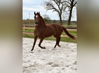 Andalusian, Mare, 8 years, 15.1 hh, Chestnut-Red