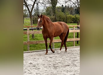 Andalusian, Mare, 8 years, 15.1 hh, Chestnut-Red