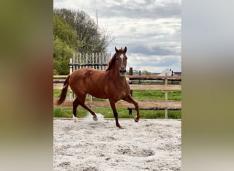 Andalusian, Mare, 8 years, 15.1 hh, Chestnut-Red