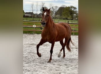 Andalusian, Mare, 8 years, 15.1 hh, Chestnut-Red