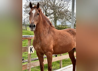 Andalusian, Mare, 8 years, 15.1 hh, Chestnut-Red