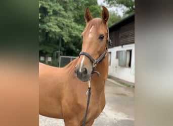Andalusian, Mare, 8 years, 15.1 hh, Chestnut-Red