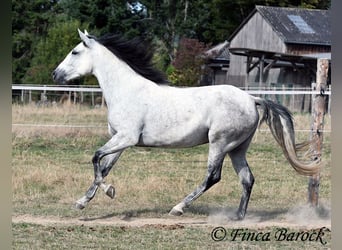 Andalusian, Mare, 8 years, 15.1 hh, Grey