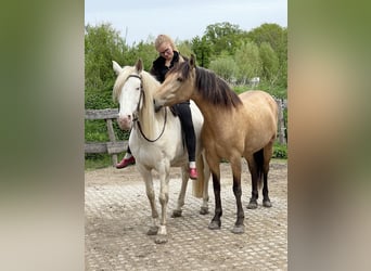 Andalusian, Mare, 8 years, 15,2 hh, Dun