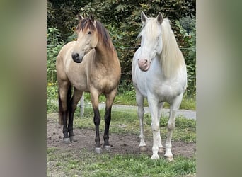 Andalusian, Mare, 8 years, 15,2 hh, Dun