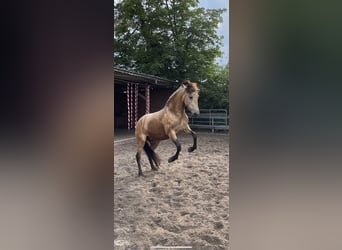 Andalusian, Mare, 8 years, 15,2 hh, Dun