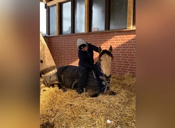 Andalusian, Mare, 8 years, 15,2 hh, Dun