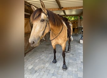 Andalusian, Mare, 8 years, 15,2 hh, Dun