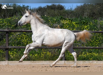 Andalusian, Mare, 8 years, 15.2 hh, Gray