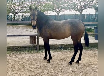 Andalusian, Mare, 8 years, 15.3 hh, Dun