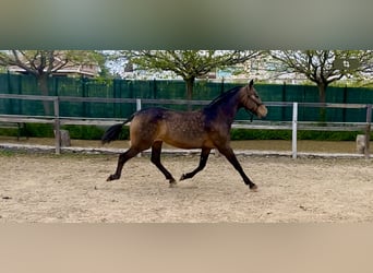 Andalusian, Mare, 8 years, 15.3 hh, Dun