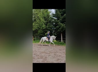 Andalusian, Mare, 8 years, 15.3 hh