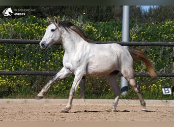Andalusian, Mare, 8 years, 15 hh, Gray