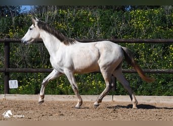 Andalusian, Mare, 8 years, 15 hh, Gray