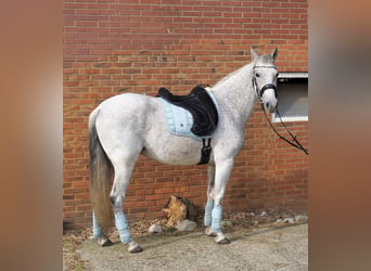 Andalusian Mix, Mare, 8 years, 15 hh, Gray