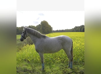 Andalusian Mix, Mare, 8 years, 15 hh, Gray