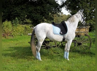 Andalusian Mix, Mare, 8 years, 15 hh, Gray
