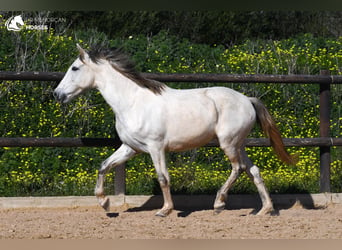 Andalusian, Mare, 8 years, 15 hh, Gray