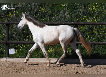 Andalusian, Mare, 8 years, 15 hh, Gray