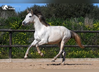 Andalusian, Mare, 8 years, 15 hh, Gray