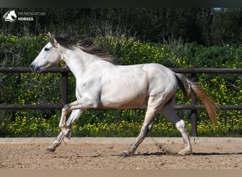 Andalusian, Mare, 8 years, 15 hh, Gray